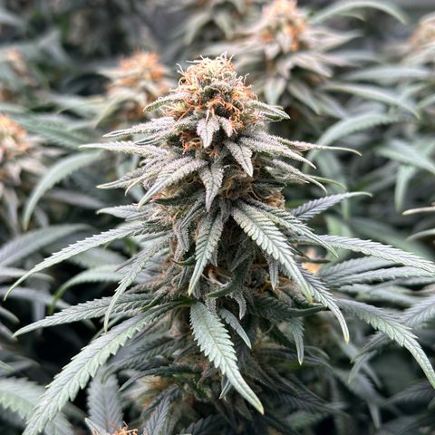 Lemon Cherry Gelato 🍋🍒 growlog timeline photo