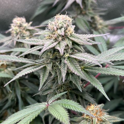 Watermelon Zkittlez 🍉🍭 growlog timeline photo