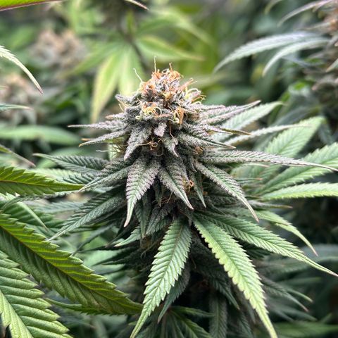 Pineapple Express 🍍 growlog timeline photo