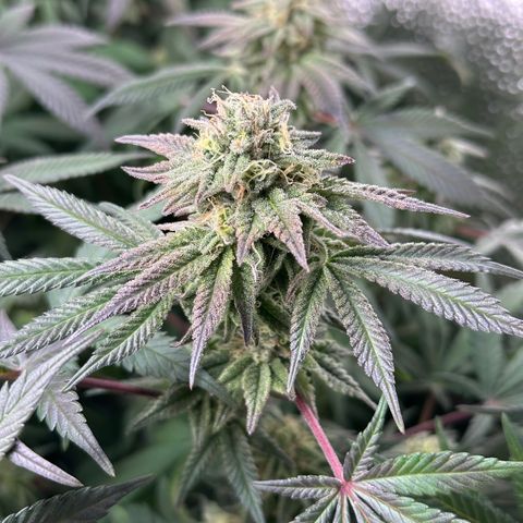 Watermelon Zkittlez 🍉🍭 growlog timeline photo