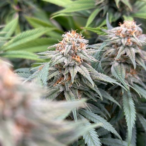 Lemon Cherry Gelato 🍋🍒 growlog timeline photo