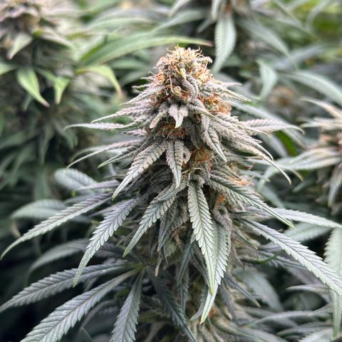 Lemon Cherry Gelato 🍋🍒 growlog timeline photo