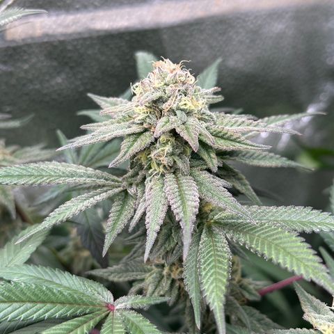 Watermelon Zkittlez 🍉🍭 growlog timeline photo