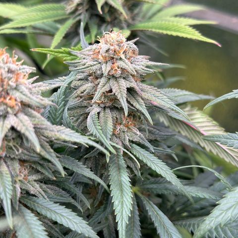 Lemon Cherry Gelato 🍋🍒 growlog timeline photo