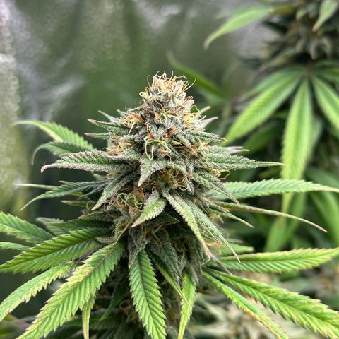 Pineapple Express 🍍 growlog timeline photo