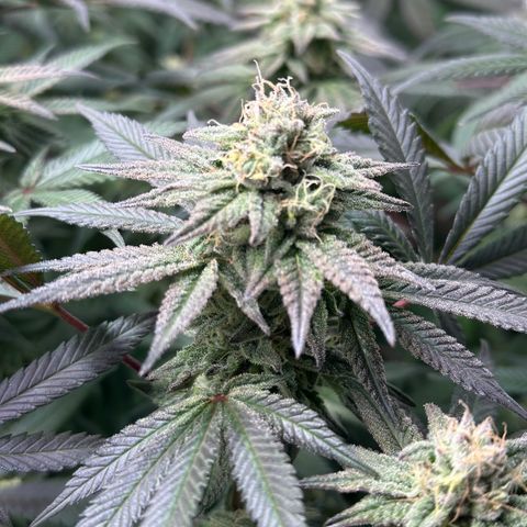 Watermelon Zkittlez 🍉🍭 growlog timeline photo