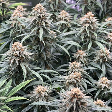 Lemon Cherry Gelato 🍋🍒 growlog timeline photo
