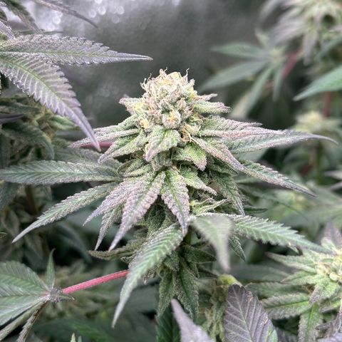 Watermelon Zkittlez 🍉🍭 growlog timeline photo