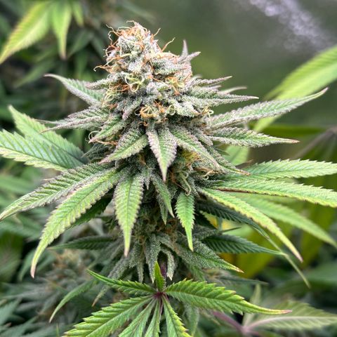 Pineapple Express 🍍 growlog timeline photo