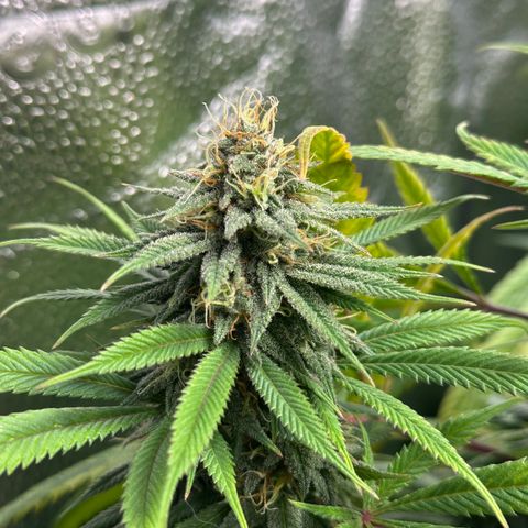 Pineapple Express 🍍 growlog timeline photo
