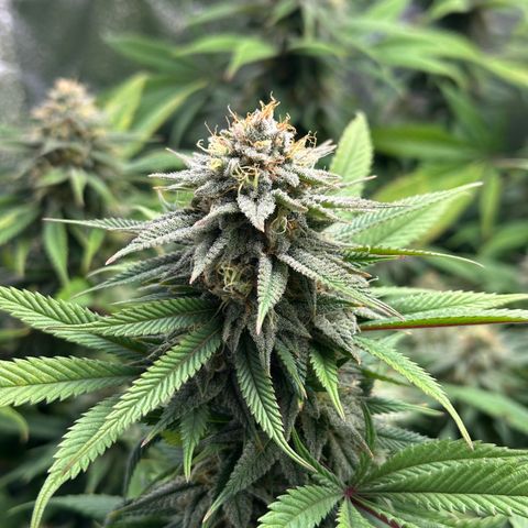 Pineapple Express 🍍 growlog timeline photo