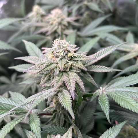 Watermelon Zkittlez 🍉🍭 growlog timeline photo