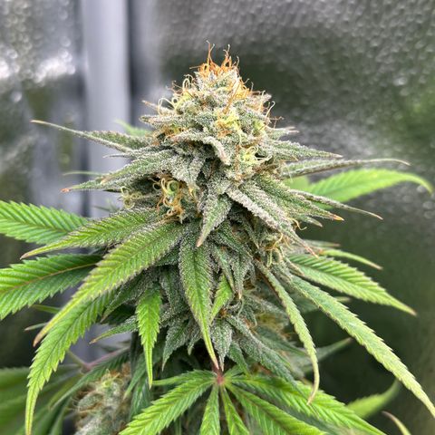 Pineapple Express 🍍 growlog timeline photo