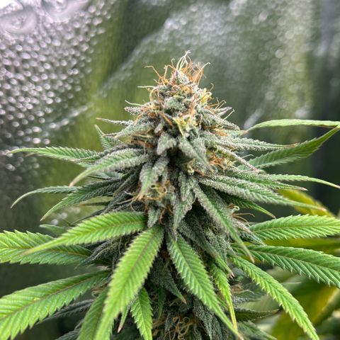 Pineapple Express 🍍 growlog timeline photo