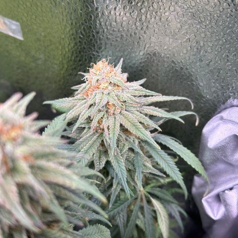 Lemon Cherry Gelato 🍋🍒 growlog timeline photo