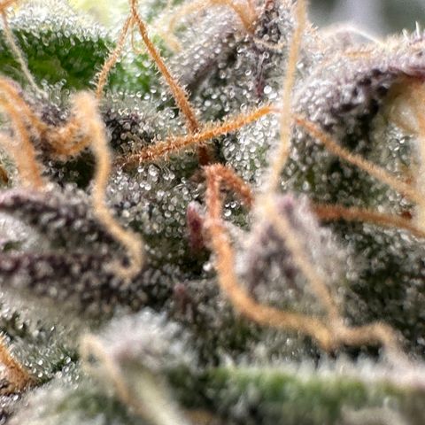 Watermelon Zkittlez 🍉🍭 growlog timeline photo