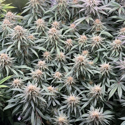 Lemon Cherry Gelato 🍋🍒 growlog timeline photo