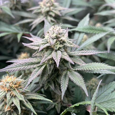 Watermelon Zkittlez 🍉🍭 growlog timeline photo