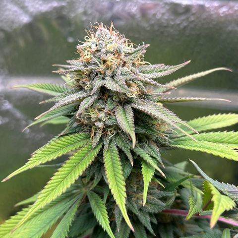 Pineapple Express 🍍 growlog timeline photo