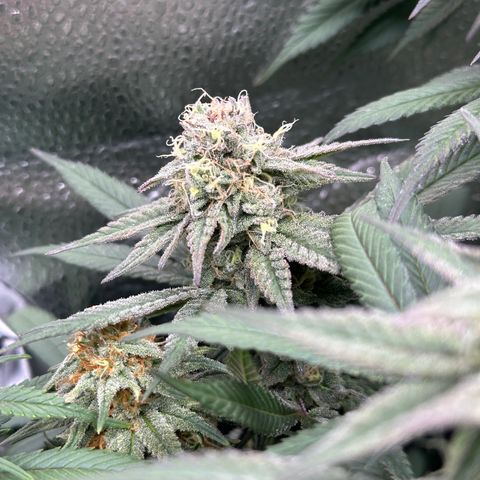 Watermelon Zkittlez 🍉🍭 growlog timeline photo