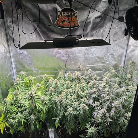 Lemon Cherry Gelato 🍋🍒 growlog timeline photo