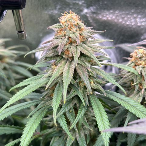 Lemon Cherry Gelato 🍋🍒 growlog timeline photo