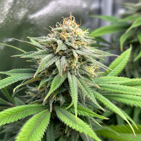 Pineapple Express 🍍 growlog timeline photo