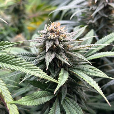 Pineapple Express 🍍 growlog timeline photo