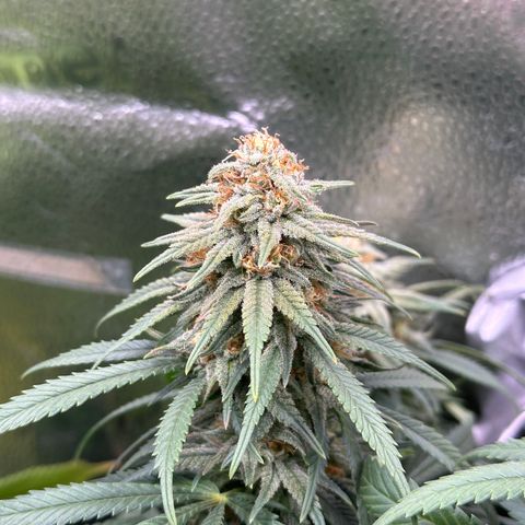 Lemon Cherry Gelato 🍋🍒 growlog timeline photo