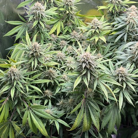 Pineapple Express 🍍 growlog timeline photo