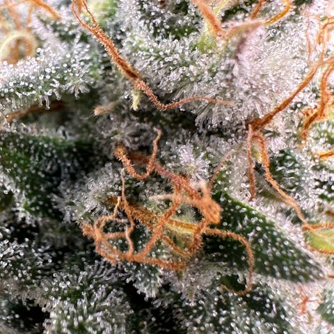 Pineapple Express 🍍 growlog timeline photo