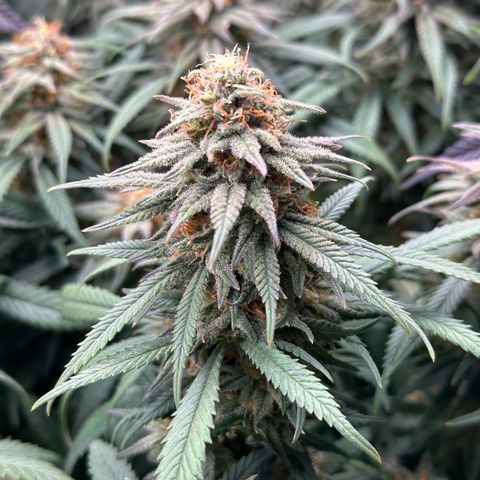 Lemon Cherry Gelato 🍋🍒 growlog timeline photo