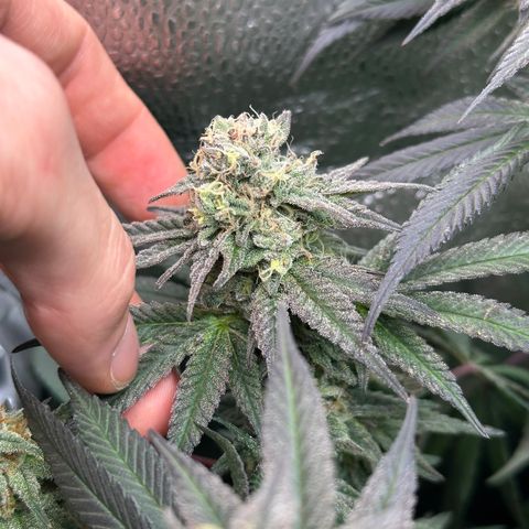 Watermelon Zkittlez 🍉🍭 growlog timeline photo