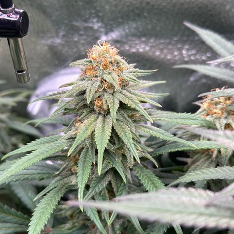 Lemon Cherry Gelato 🍋🍒 growlog timeline photo