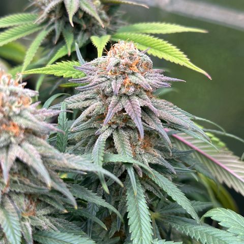 Lemon Cherry Gelato 🍋🍒 growlog timeline photo