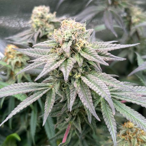 Watermelon Zkittlez 🍉🍭 growlog timeline photo