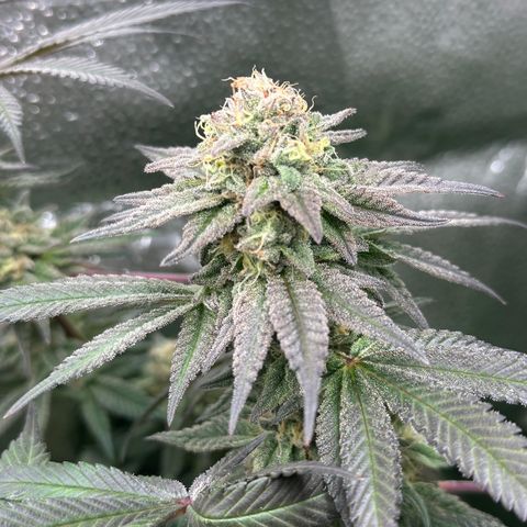 Watermelon Zkittlez 🍉🍭 growlog timeline photo