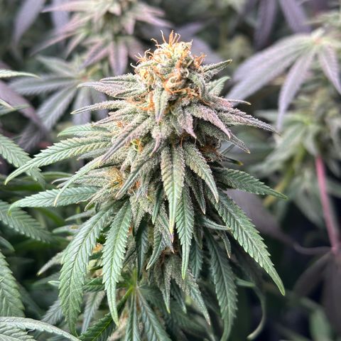 Lemon Cherry Gelato 🍋🍒 growlog timeline photo