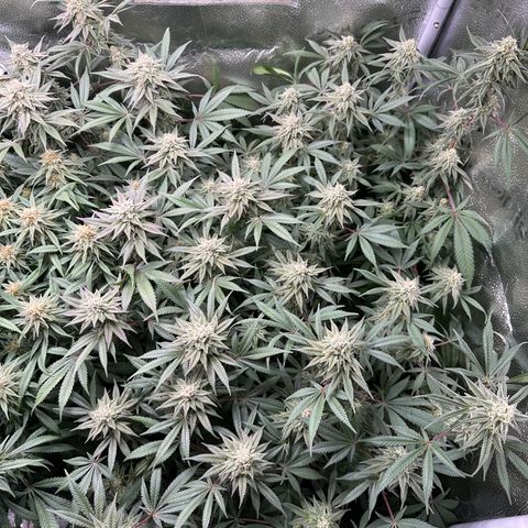 Watermelon Zkittlez 🍉🍭 growlog timeline photo