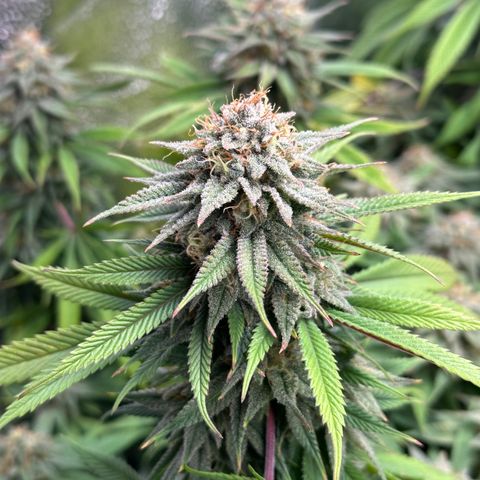 Pineapple Express 🍍 growlog timeline photo