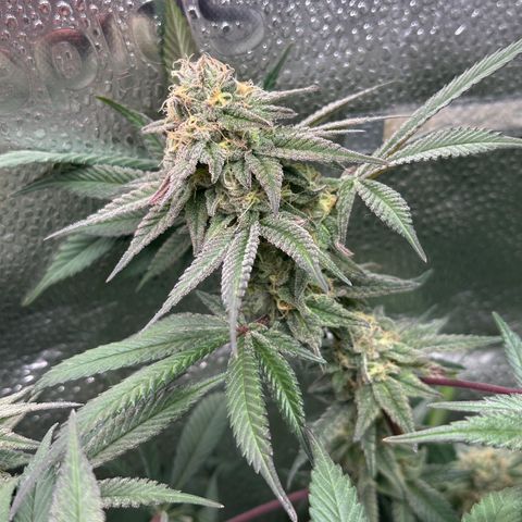 Watermelon Zkittlez 🍉🍭 growlog timeline photo