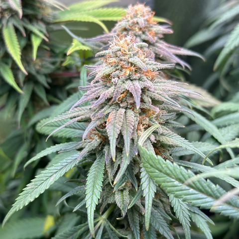 Lemon Cherry Gelato 🍋🍒 growlog timeline photo
