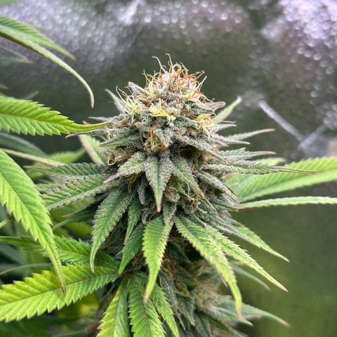 Pineapple Express 🍍 growlog timeline photo