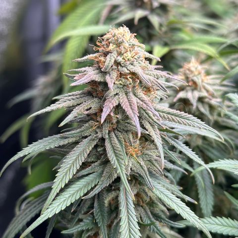 Lemon Cherry Gelato 🍋🍒 growlog timeline photo