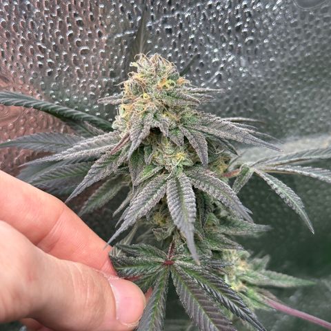 Watermelon Zkittlez 🍉🍭 growlog timeline photo