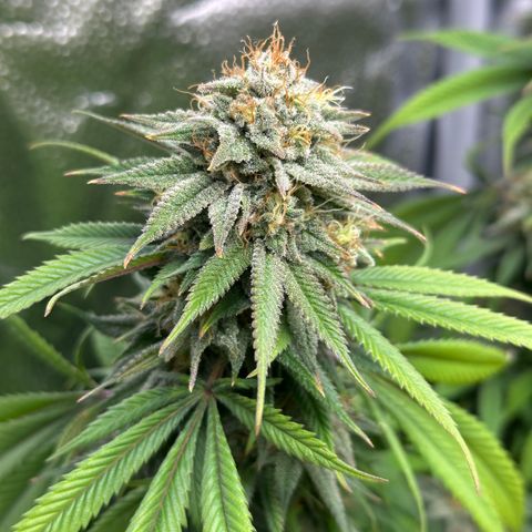 Pineapple Express 🍍 growlog timeline photo