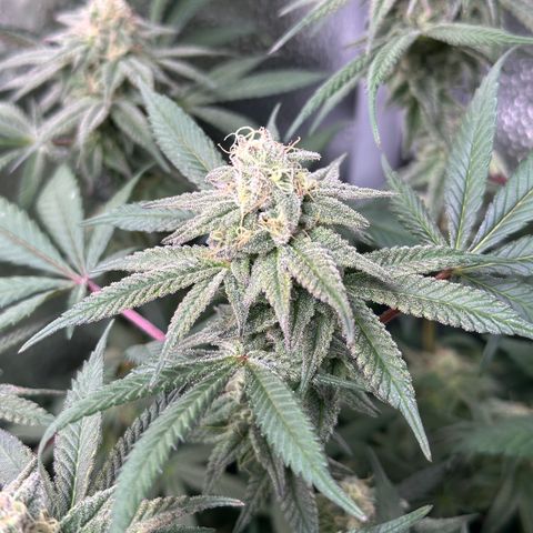 Watermelon Zkittlez 🍉🍭 growlog timeline photo