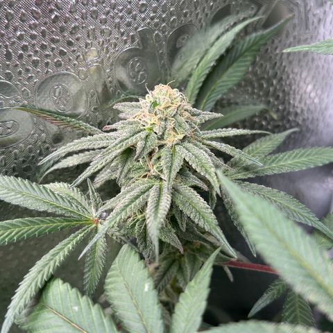 Watermelon Zkittlez 🍉🍭 growlog timeline photo