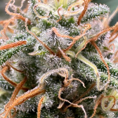 Lemon Cherry Gelato 🍋🍒 growlog timeline photo