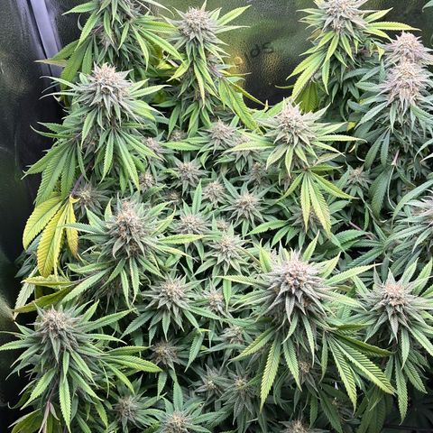 Pineapple Express 🍍 growlog timeline photo